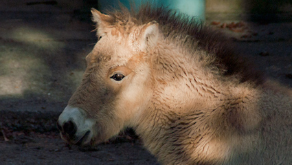 モウコノウマの子供
